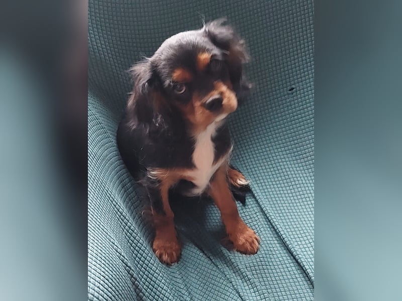 Kavalier king charles spaniel Welpen