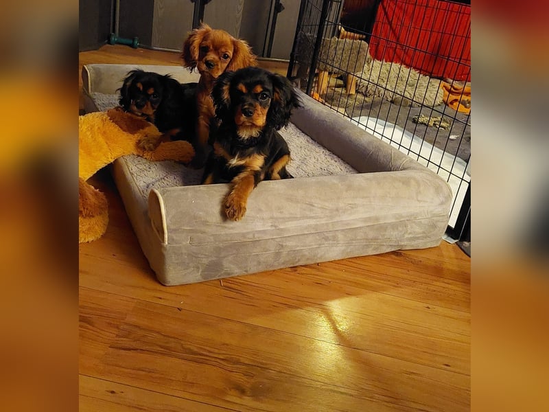 Kavalier king charles spaniel Welpen