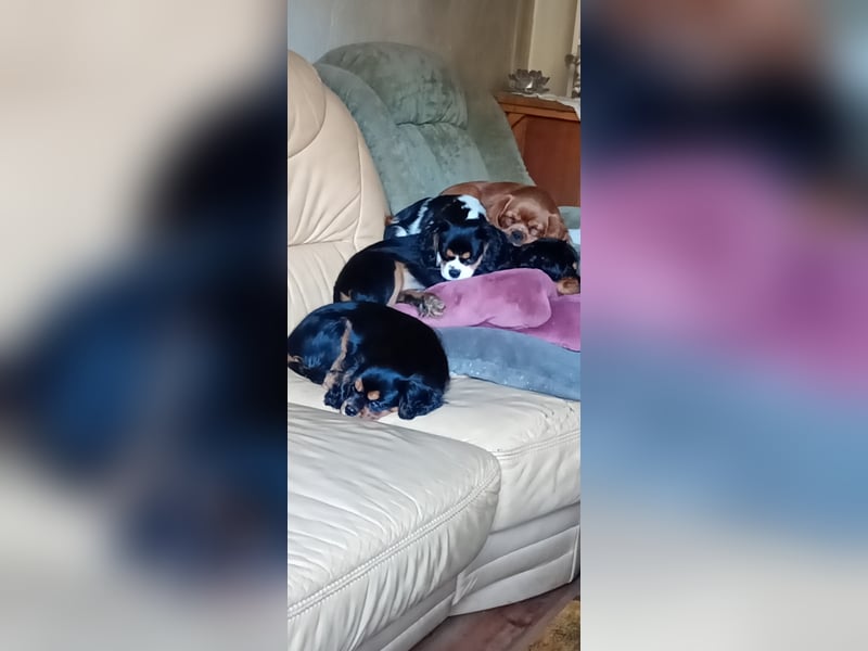 Kavalier king charles spaniel Welpen