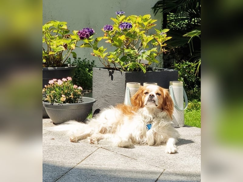 Leon verliert sein Zuhause