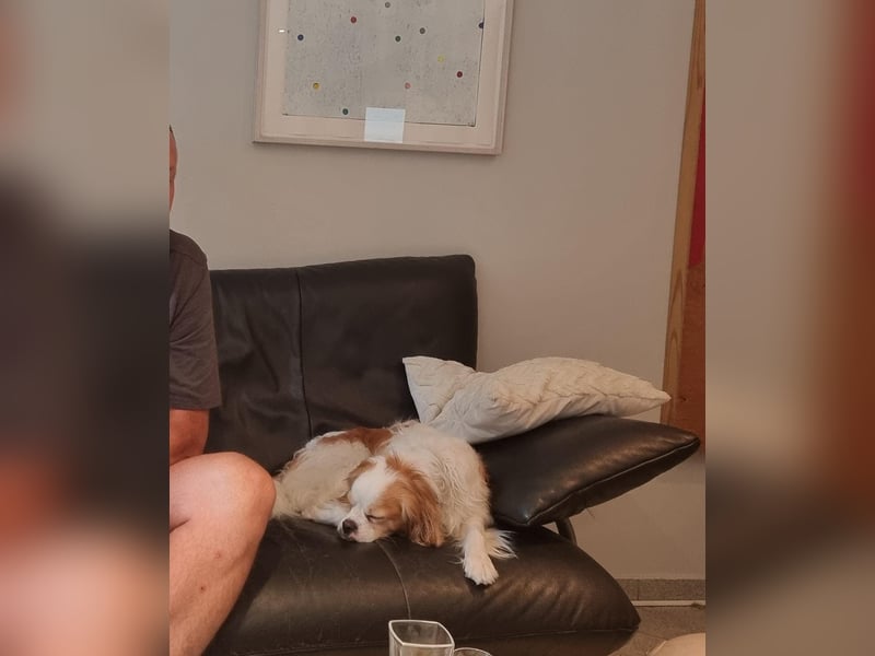 Leon verliert sein Zuhause