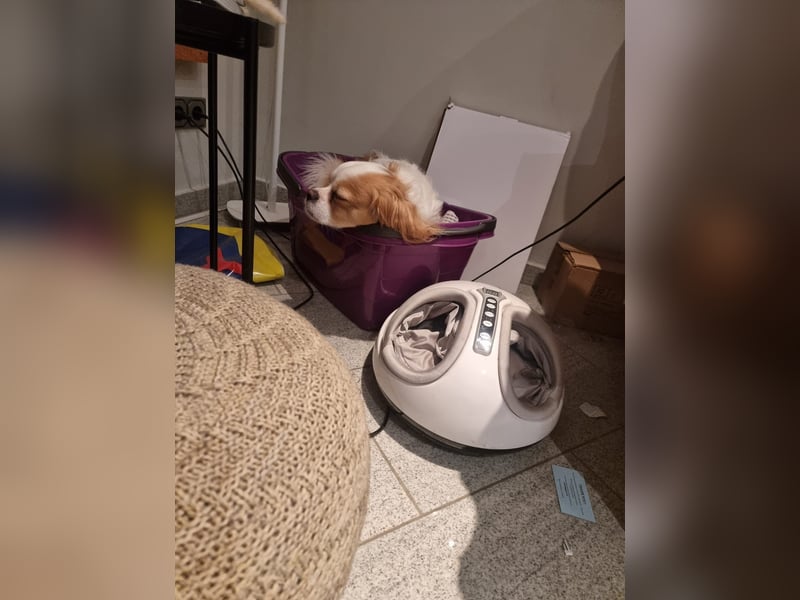 Leon verliert sein Zuhause