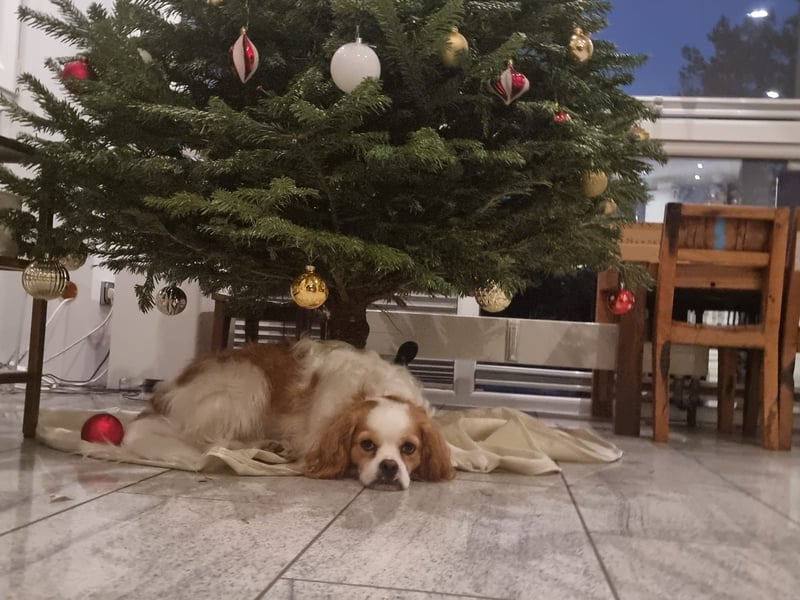 Leon verliert sein Zuhause