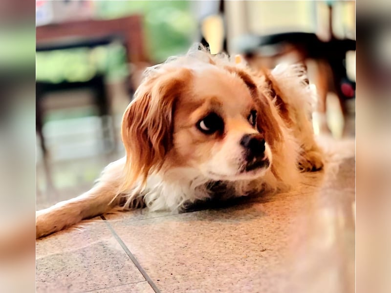 Leon verliert sein Zuhause