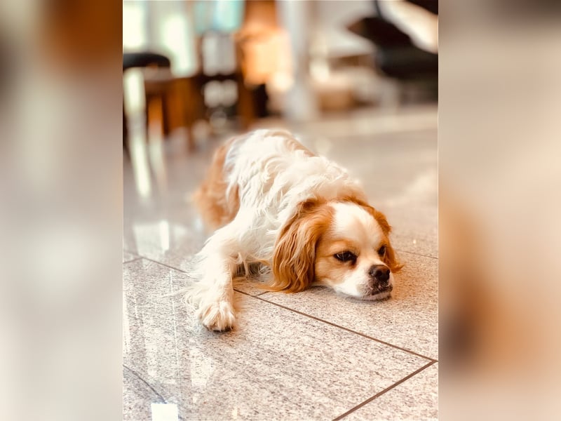 Leon verliert sein Zuhause