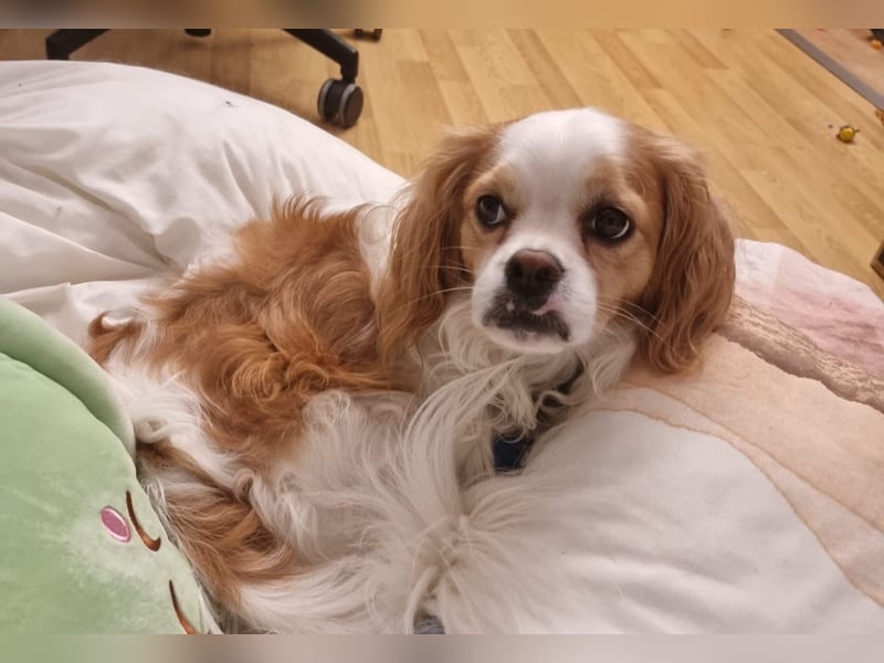 Leon verliert sein Zuhause
