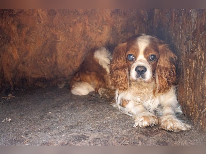 Spanko, schüchterener Cavalier King Charles Spaniel Rüde geb. 2017