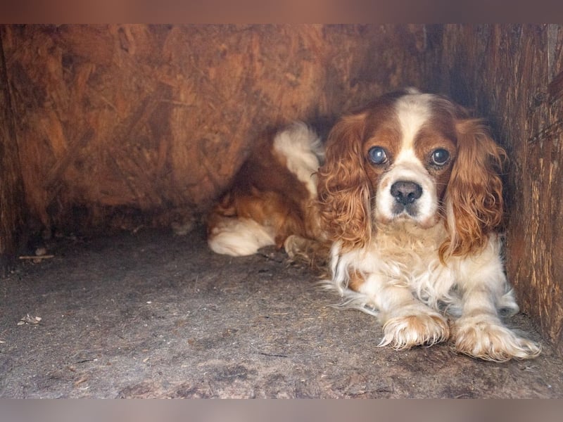 Spanko, schüchterener Cavalier King Charles Spaniel Rüde geb. 2017