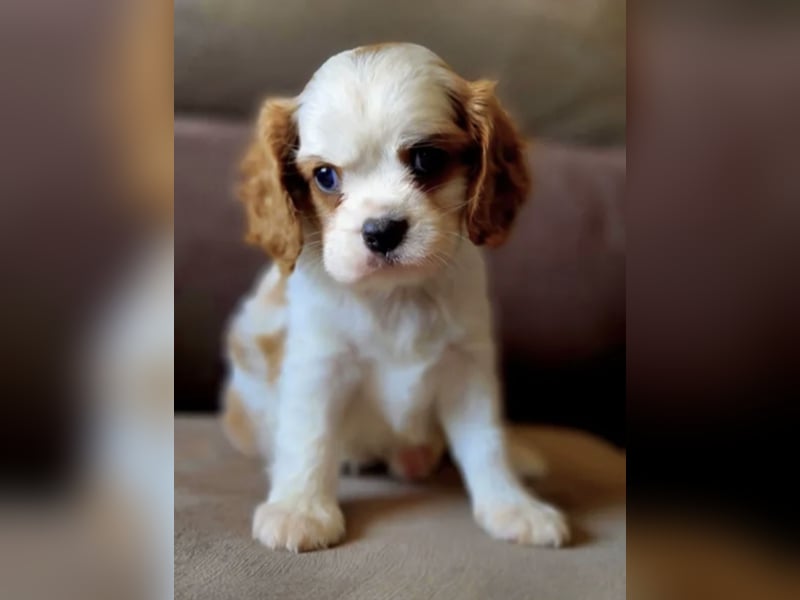 Cavalier King Charles Spaniel