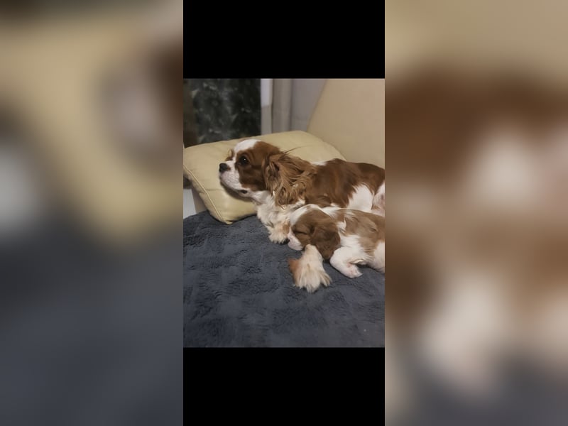 Cavalier King Charles Spaniel