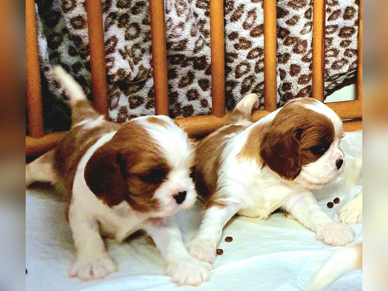 Cavalier King Charles Spaniel