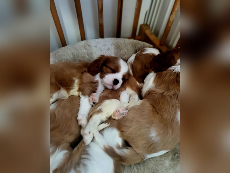 Cavalier King Charles Spaniel