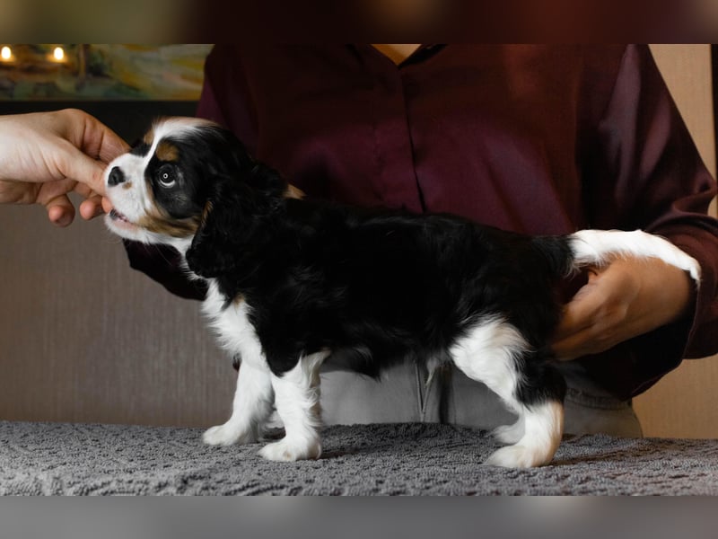 Cavalier King Charles Spaniel Welpe von höchster Qualität zu verkaufen!