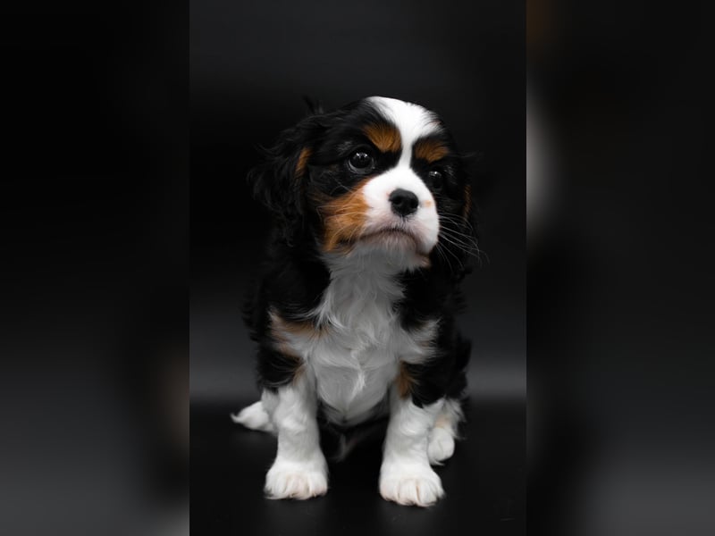 Cavalier King Charles Spaniel Welpe von höchster Qualität zu verkaufen!