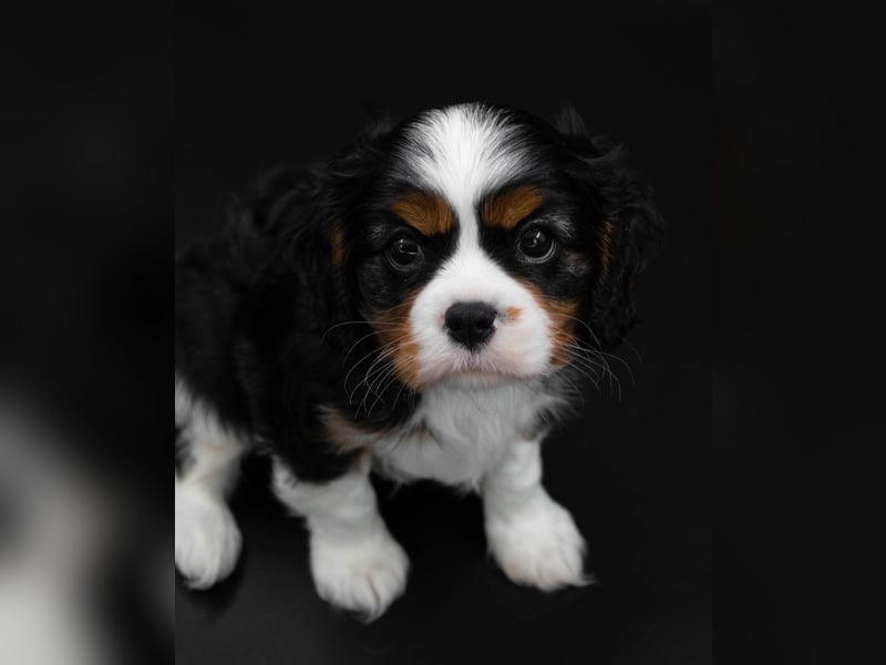 Cavalier King Charles Spaniel Welpe von höchster Qualität zu verkaufen!