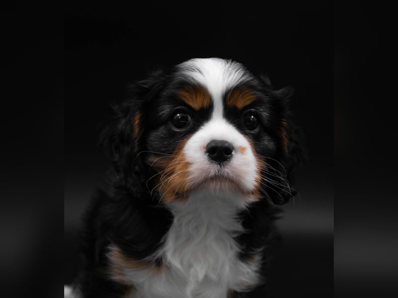 Cavalier King Charles Spaniel Welpe von höchster Qualität zu verkaufen!
