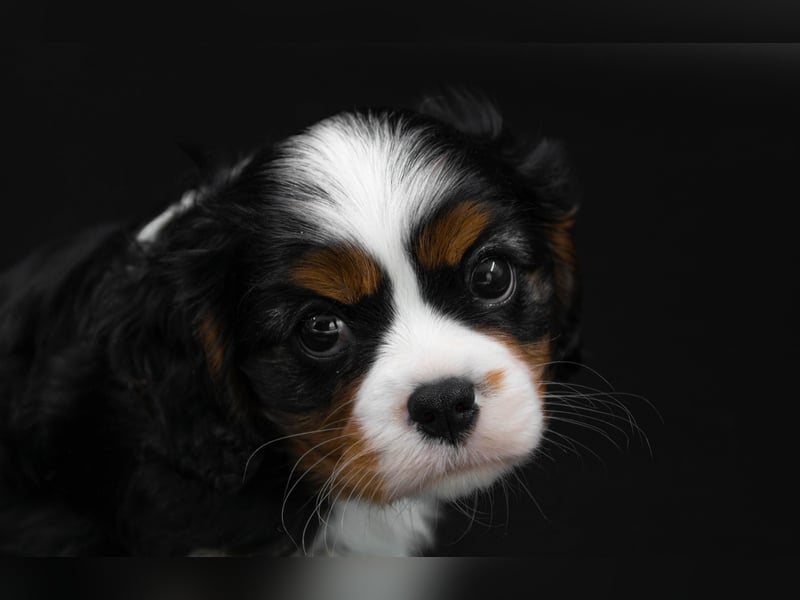 Cavalier King Charles Spaniel Welpe von höchster Qualität zu verkaufen!