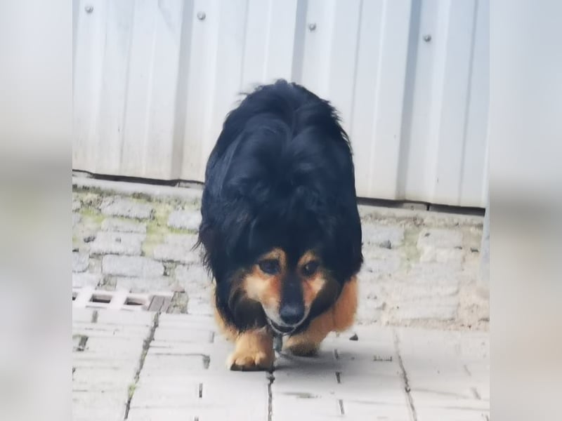 Grumpy, Cavalier King Charles Spanielmischling, geb. 2018, kauziger, kleiner Rüde