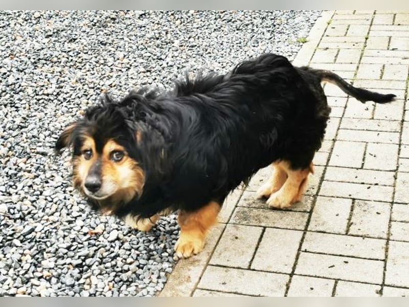 Grumpy, Cavalier King Charles Spanielmischling, geb. 2018, kauziger, kleiner Rüde