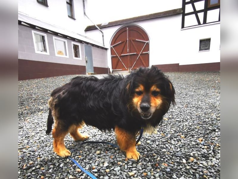Grumpy, Cavalier King Charles Spanielmischling, geb. 2018, kauziger, kleiner Rüde