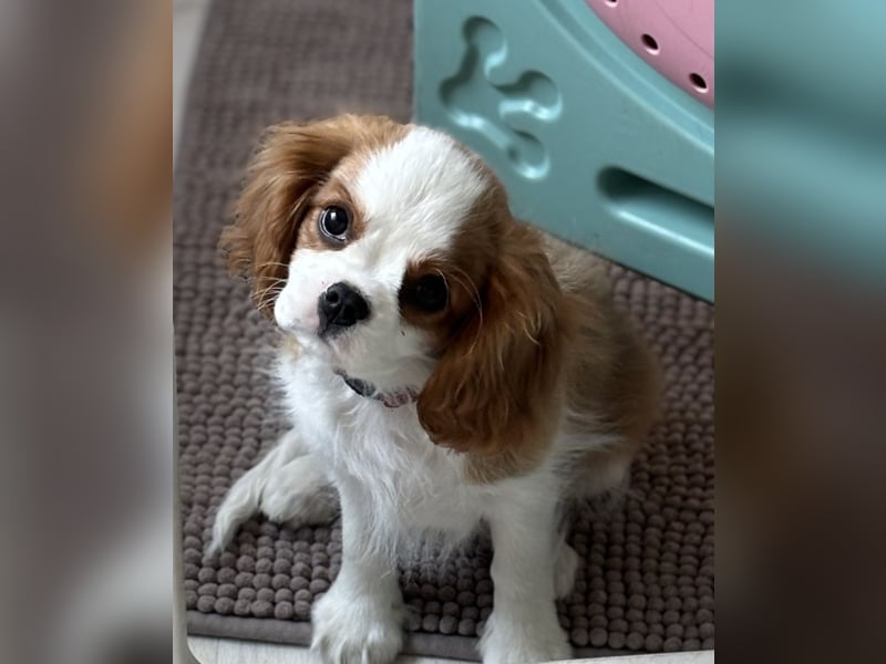 Cavalier King Charles Welpen mit Ahnentafel