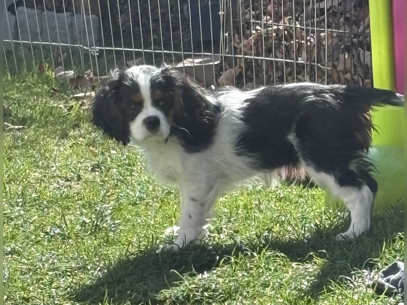 Cavalier King Charles Welpen mit Ahnentafel