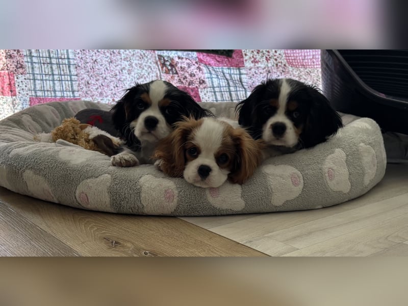 Cavalier King Charles Welpen mit Ahnentafel