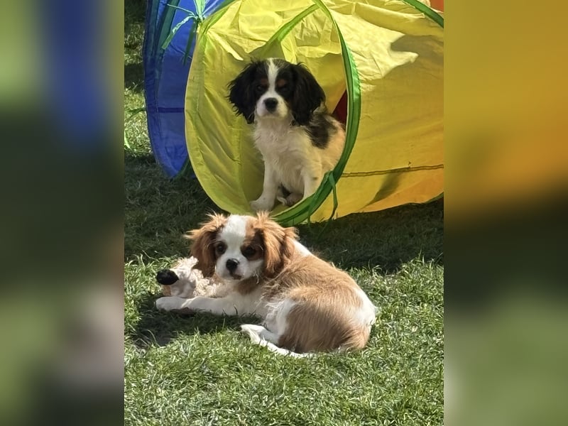 Cavalier King Charles Welpen mit Ahnentafel