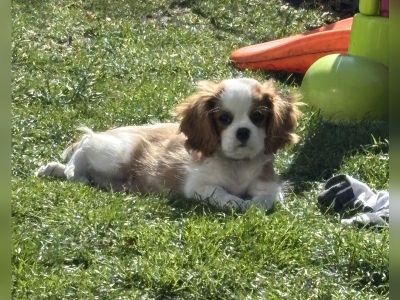 Cavalier King Charles Welpen mit Ahnentafel