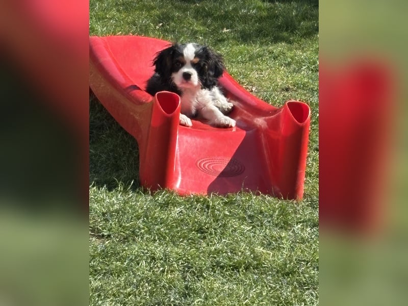 Cavalier King Charles Welpen mit Ahnentafel