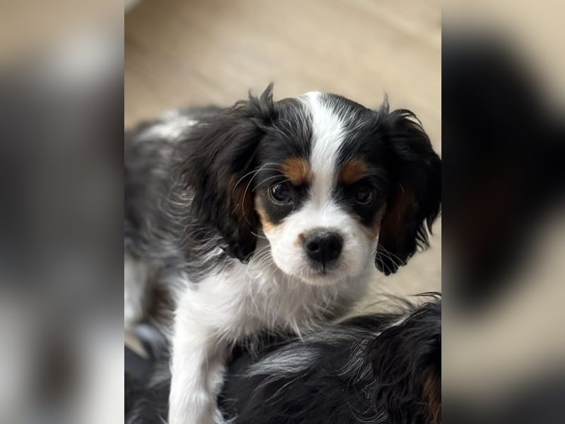 Cavalier King Charles Welpen mit Ahnentafel