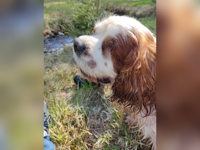 Zuhause gesucht für Muki – Ein Herz auf vier Pfoten 