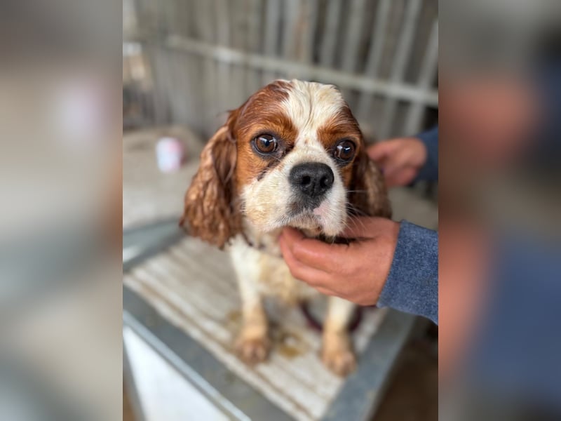 Jackson, Cavalier King Charles Spaniel geb. 2018