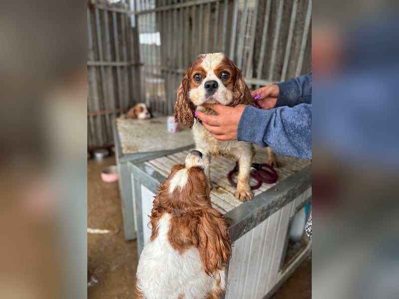 Jackson, Cavalier King Charles Spaniel geb. 2018