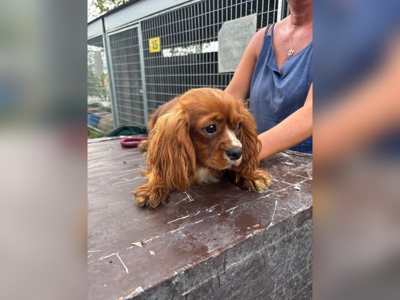 Monty, hübscher Cavalier King Charles Spaniel Rüde geb. 2024