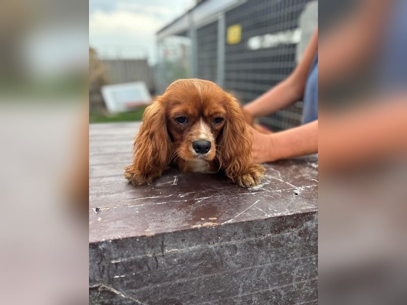 Monty, hübscher Cavalier King Charles Spaniel Rüde geb. 2024