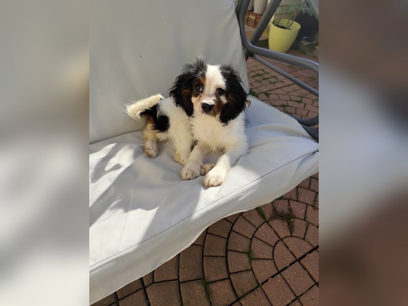 Welpe Vincent - Kleiner Hundebub sucht ein Zuhause für immer....