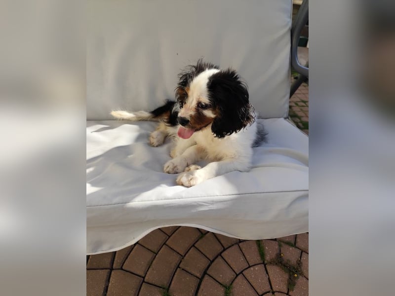 Welpe Vincent - Kleiner Hundebub sucht ein Zuhause für immer....