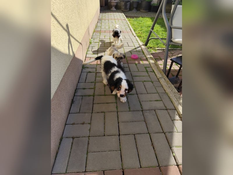 Welpe Vincent - Kleiner Hundebub sucht ein Zuhause für immer....
