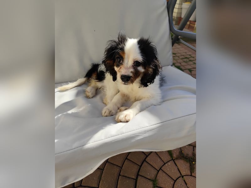 Welpe Vincent - Kleiner Hundebub sucht ein Zuhause für immer....