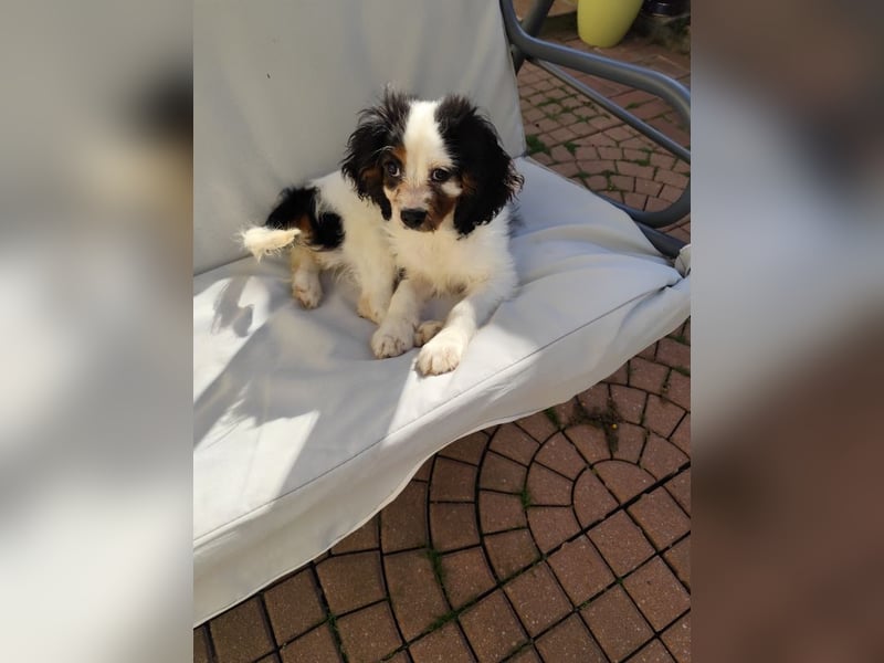 Welpe Vincent - Kleiner Hundebub sucht ein Zuhause für immer....
