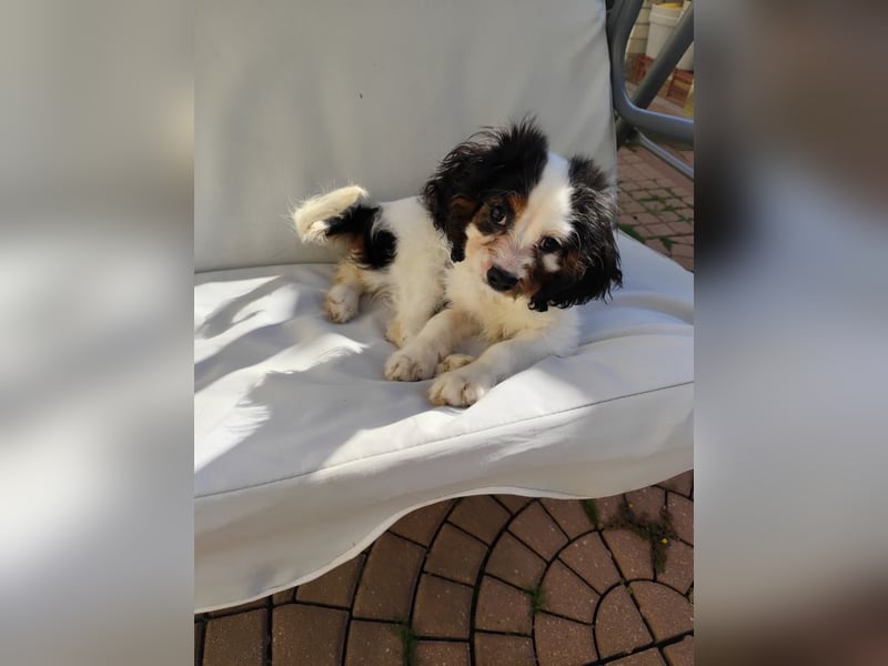 Welpe Vincent - Kleiner Hundebub sucht ein Zuhause für immer....