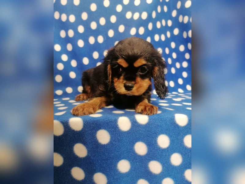 Cavalier King Charles Spaniel Rüde Welpe