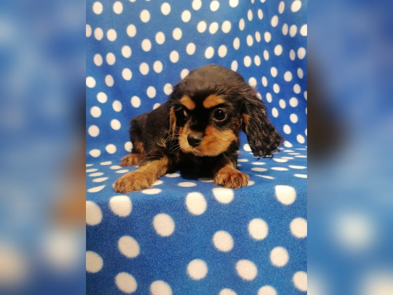 Cavalier King Charles Spaniel Rüde Welpe