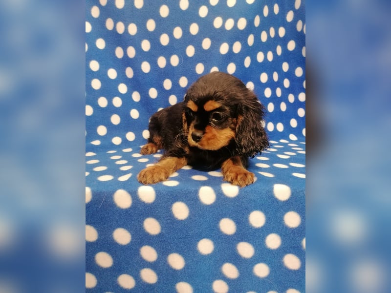 Cavalier King Charles Spaniel Rüde Welpe