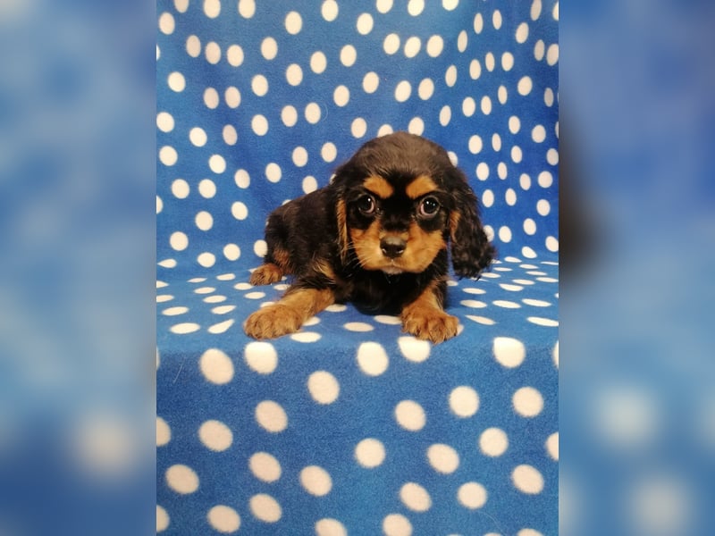 Cavalier King Charles Spaniel Rüde Welpe