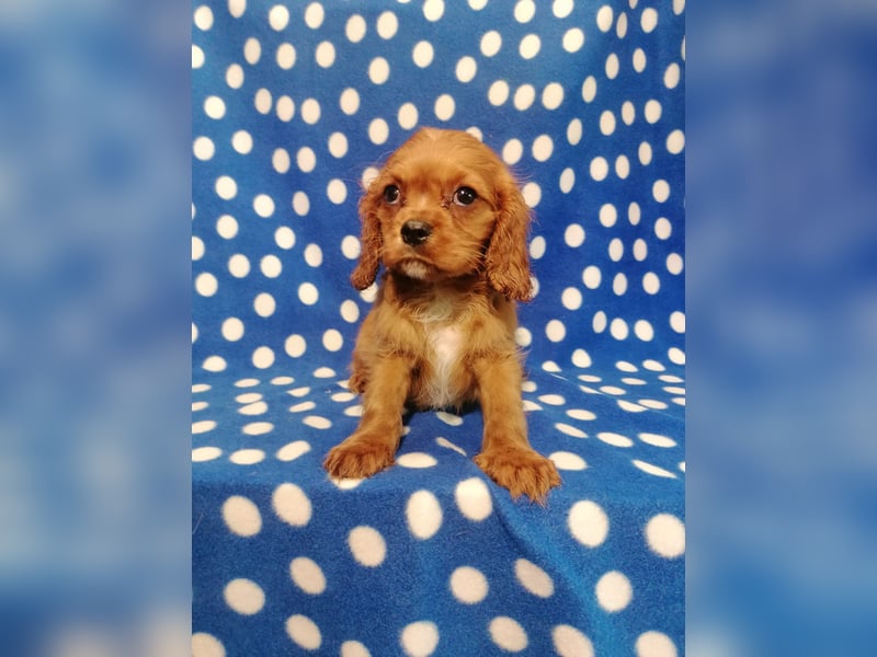 Cavalier King Charles Spaniel Rüde Welpe