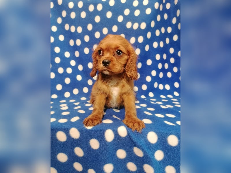 Cavalier King Charles Spaniel Rüde Welpe