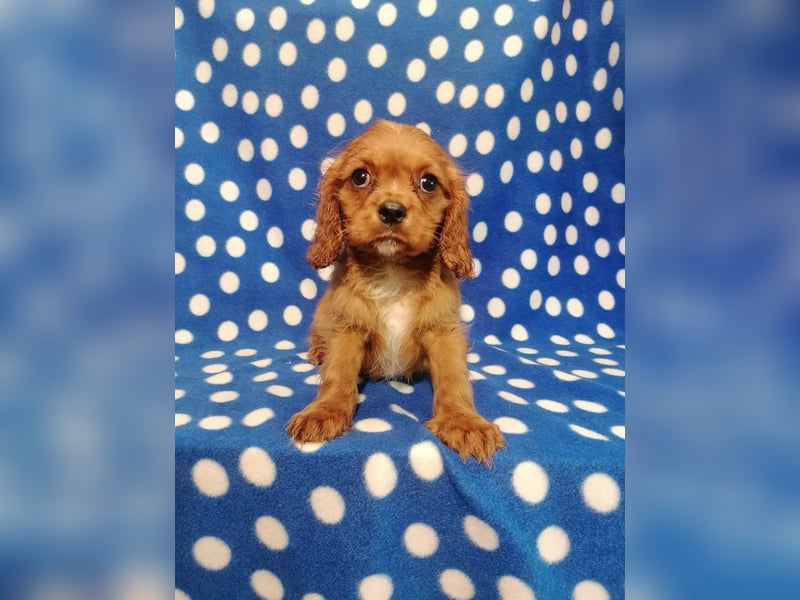 Cavalier King Charles Spaniel Rüde Welpe