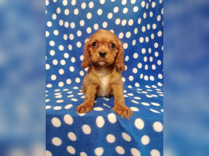 Cavalier King Charles Spaniel Rüde Welpe